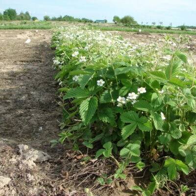 růžovité- ROSACEAE – PlantaNaturalis.com