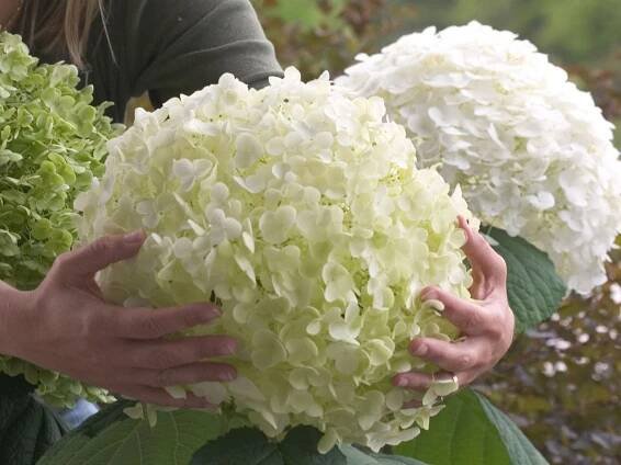 Hortenzie STRONG ANNABELLE