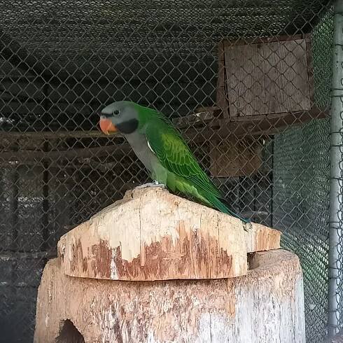 Alexandr čínský, | iFauna.cz