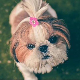 Grooming Your Shih Tzu: Keeping Your Dog Clean
