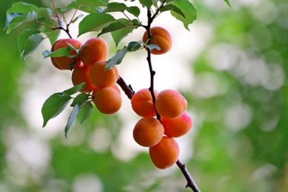 Pěstovat meruňky se podle ovocnářů na Litoměřicku kvůli mrazům nevyplatí