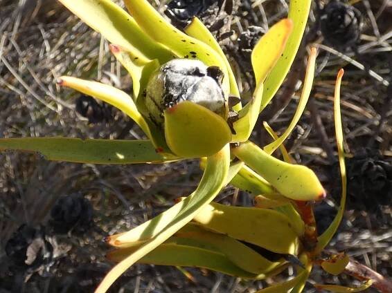 Leucadendron salignum
