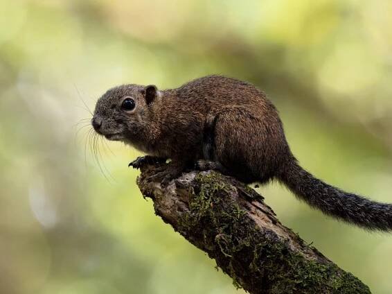 Kinabalu Park – Hiking the Green Isle