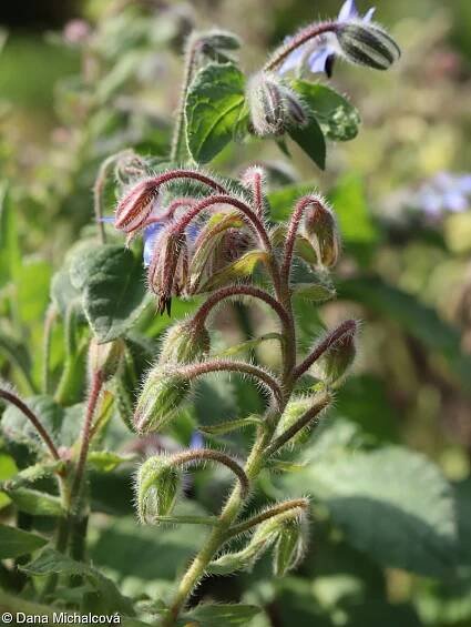 Borago officinalis – brutnák lékařský • Pladias: Databáze české flóry a vegetace