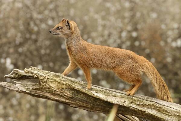 Mongoose Symbolism