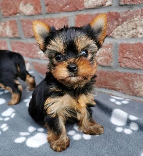 Jorkšírský teriér, yorkshire terrier, Štěňata s PP - Hostavice (Hlavní město Praha), Prodám | ChovZvířat.cz