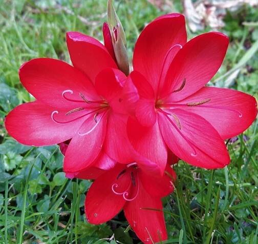 Hesperantha coccinea 'Rosy Pink'