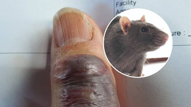 Northland woman warns of rare rat bite fever risk after trapping