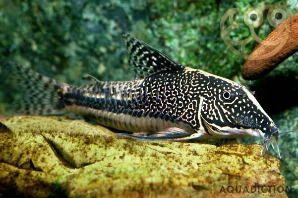 Banded Corydoras - Scleromystax barbatus Fish Profile & Care Guide