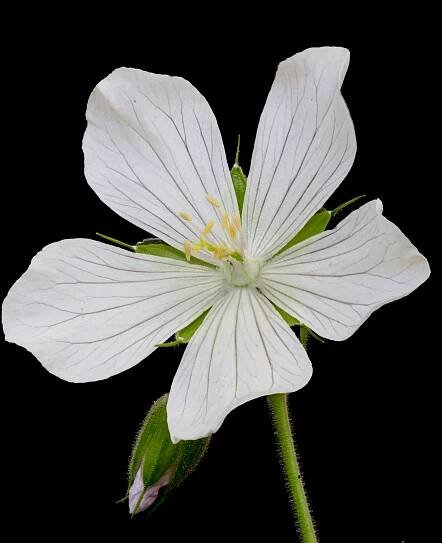 File:Geranium pratense 'Galactic' 23-05-2022 (actm.).jpg - Wikimedia Commons