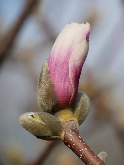 Magnolia ×soulangeana 'Satisfaction' | Šácholan Soulangeanův 'Satisfaction' - Van den Berk školky