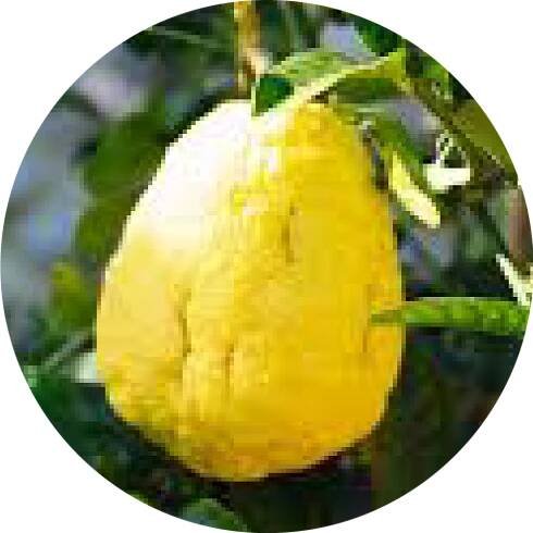 Citron