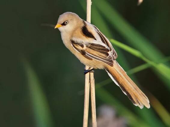Immature male - ML256551481