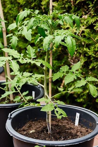 Tomaten 2020 – Teil 2 – Michas Webseite
