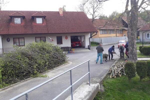 Prořezávka stromů 8.5.2019
