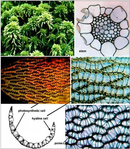 Vegetative characters of Sphagnum by Dr. Janice Glime ©