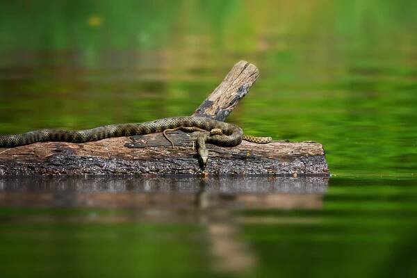 Užovka podplamatá (Natrix tessellata)