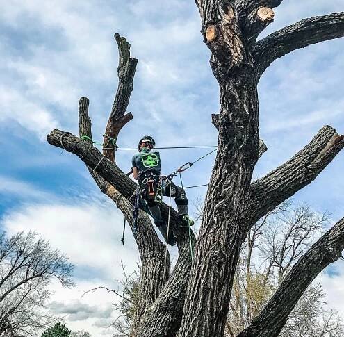 Arborista – Wikipedie