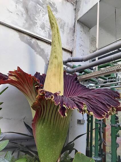 Obor medzi kvetmi: Unikátna rastlina rozkvitla v bratislavskej botanickej záhrade po prvýkrát - Záhrada.sk