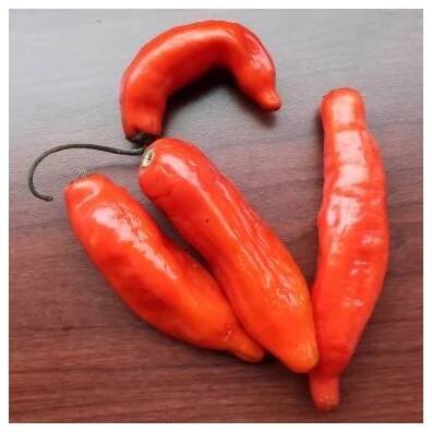 PAPRIKA KŘÍDLATÁ - PUTUMAYO (CAPSICUM BACCATUM 'PUTUMAYO') - SEMENA PAPRIK 5 KS