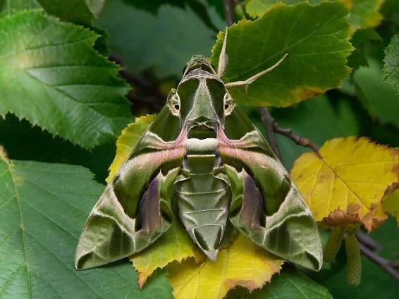 Daphnis nerii - lišaj oleandrový