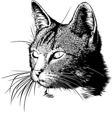 animal cat kitty domestic head feline 