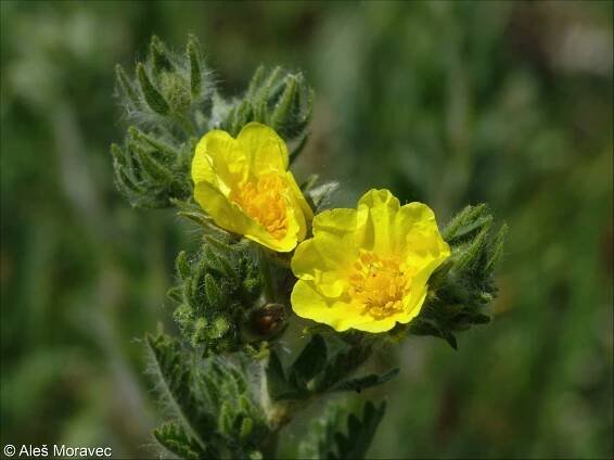 Potentilla recta – mochna přímá
