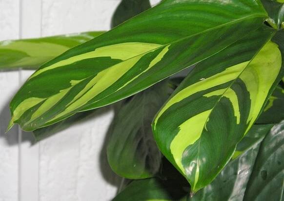 Ctenanthe oppenheimiana plantas saludables