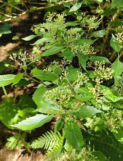 Hydrangea