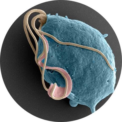 Biologie | PřF UK