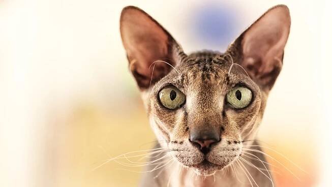 Peterbald sice není žádný huňatý chlupáč, mazlení ale zbožňuje