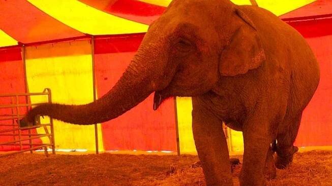 Do Velkého Meziříčí přijede cirkus Humberto
