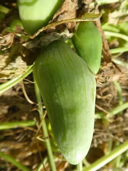 Ačokča - plod (Cyclanthera pedata), plody, plodenství