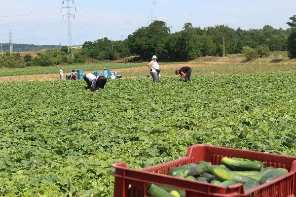 Okurková sezona na Farmě Hanč ve Vraňanech. Lidé mají také poslední šanci nasbírat si jahody
