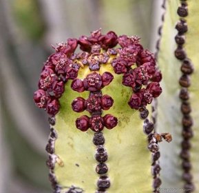 Pryšec kanárský (Euphorbia canariensis)