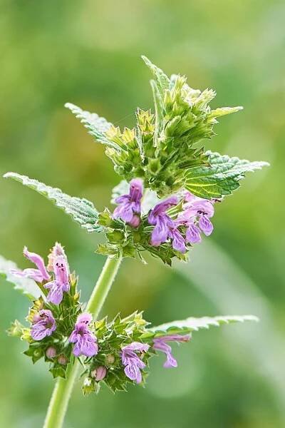 Lamium Maculatum (Dead Nettle) loves the northwest-facing gardens as it thrives in shady areas most of its life