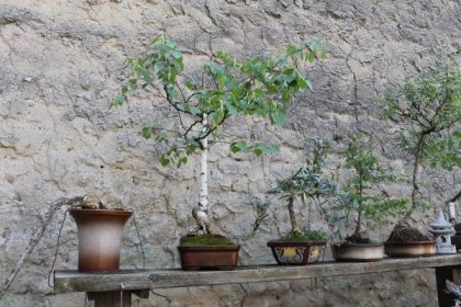 Rekordní bonsaj má 72 květů. Na pěstování neexistuje zaručený recept, říká muž