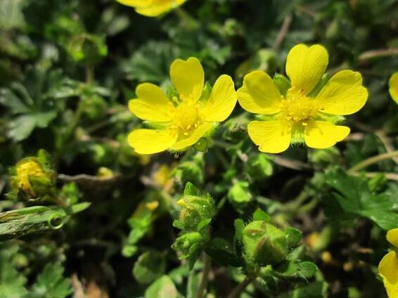 Mochna | Potentilla