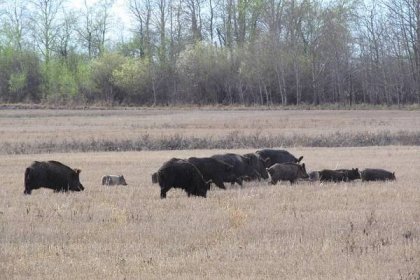 Wild pigs invade Canadian provinces—an emerging crisis for agriculture and the environment
