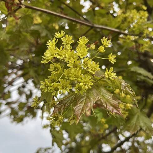 The Acer House - Architectural Plants