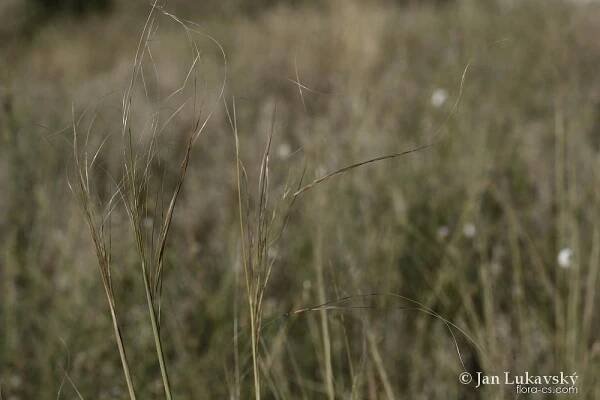 Kavyl vláskovitý (Stipa capillata)