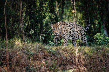 Respekt budící jaguár americký: Největší kočkovitá šelma Ameriky | 100+1 zahraniční zajímavost