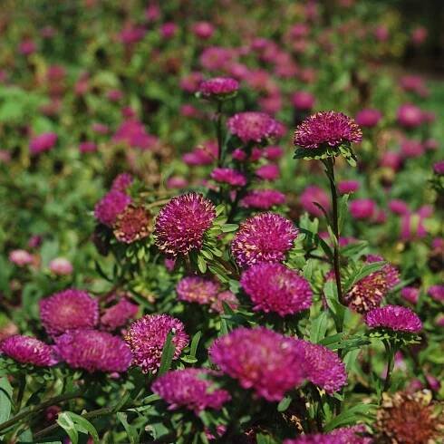 Semienka slamihy – Slamiha listenatá Purple – Helichrysum bracteatum