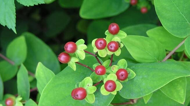 Blut-Johanniskraut (Hypericum androsaemum)
