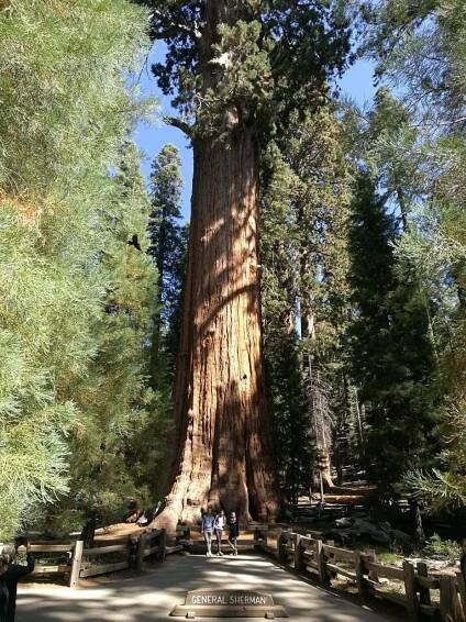 Den 7 – Sequoia – Baterie v trapu