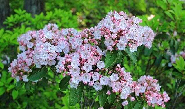 Native Plants for Winter Interest - Edge Of The Woods Native Plant Nursery, LLC