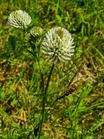 Jetel horský (Trifolium montanum)