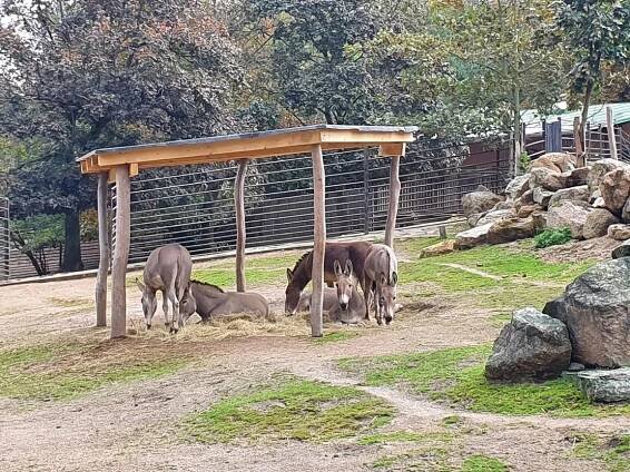 Koňovití - Novinky - Chov v roce 2020: Zoo Liberec | ZakBook