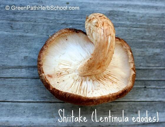 Antiviral and Immune Support Herbs — Green Path Herb School
