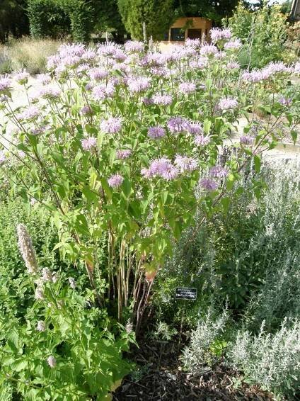 Monarda fistulosa - eshop, prodej, semena, rostliny, pěstování, fotografie, množení, popis, atd. -> www.rostliny.net